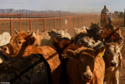 Why Buying Local Beef Matters More Than Ever: U.S. Reinstates Ban on Cattle Imports from Mexico